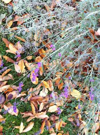 Lavendar in Fall.jpg